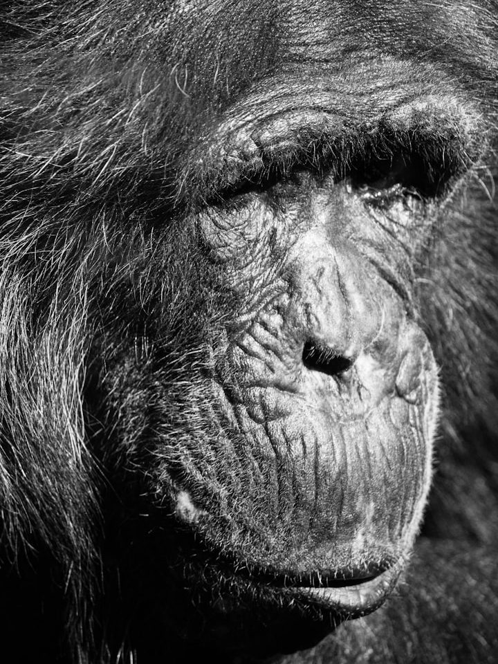 Affenstarke Weisheit 